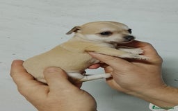 Chihuahua perros en venta: Chihuahua  - Anuncio 5