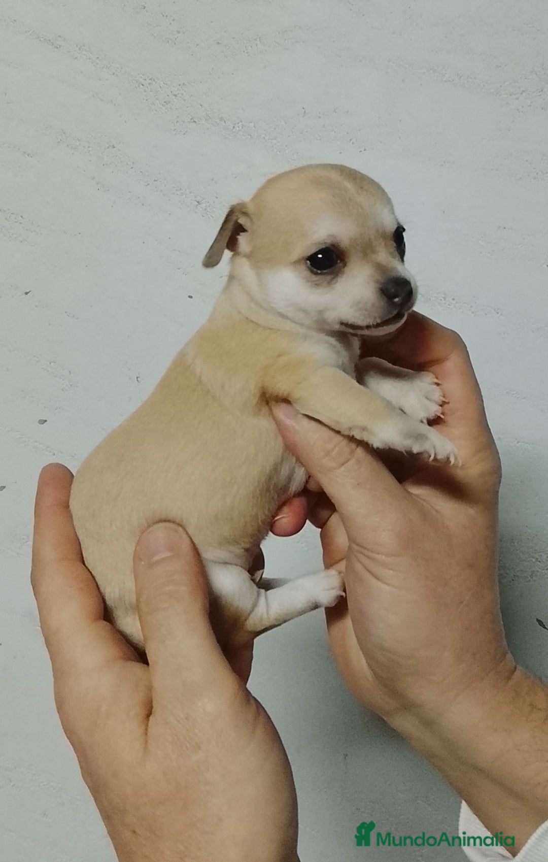 Chihuahua perros en venta: Chihuahua  - Anuncio 5