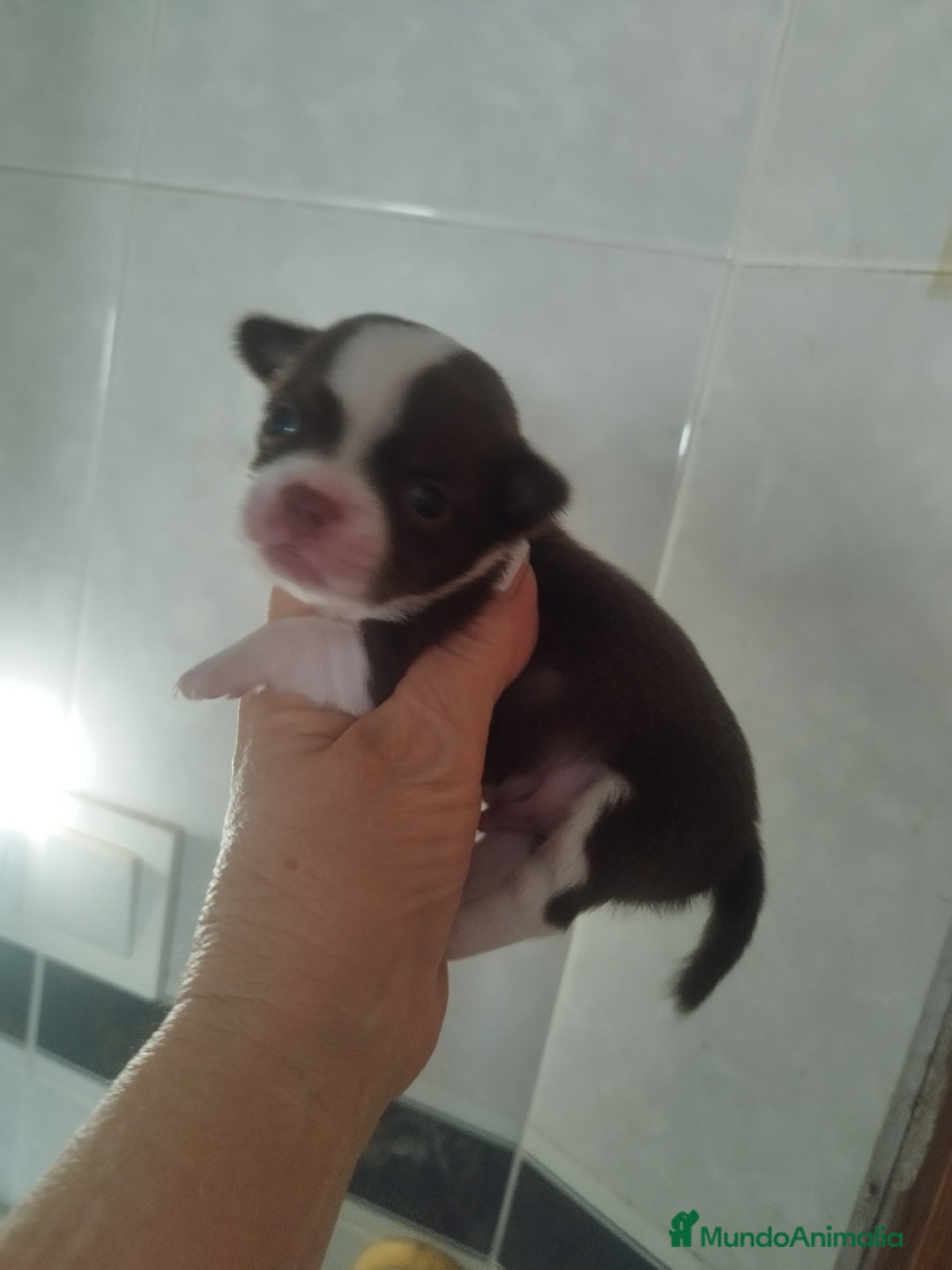Chihuahua perros en venta: CHIHUAHUA MACHO DE BOLSILLO  - Imagen 5