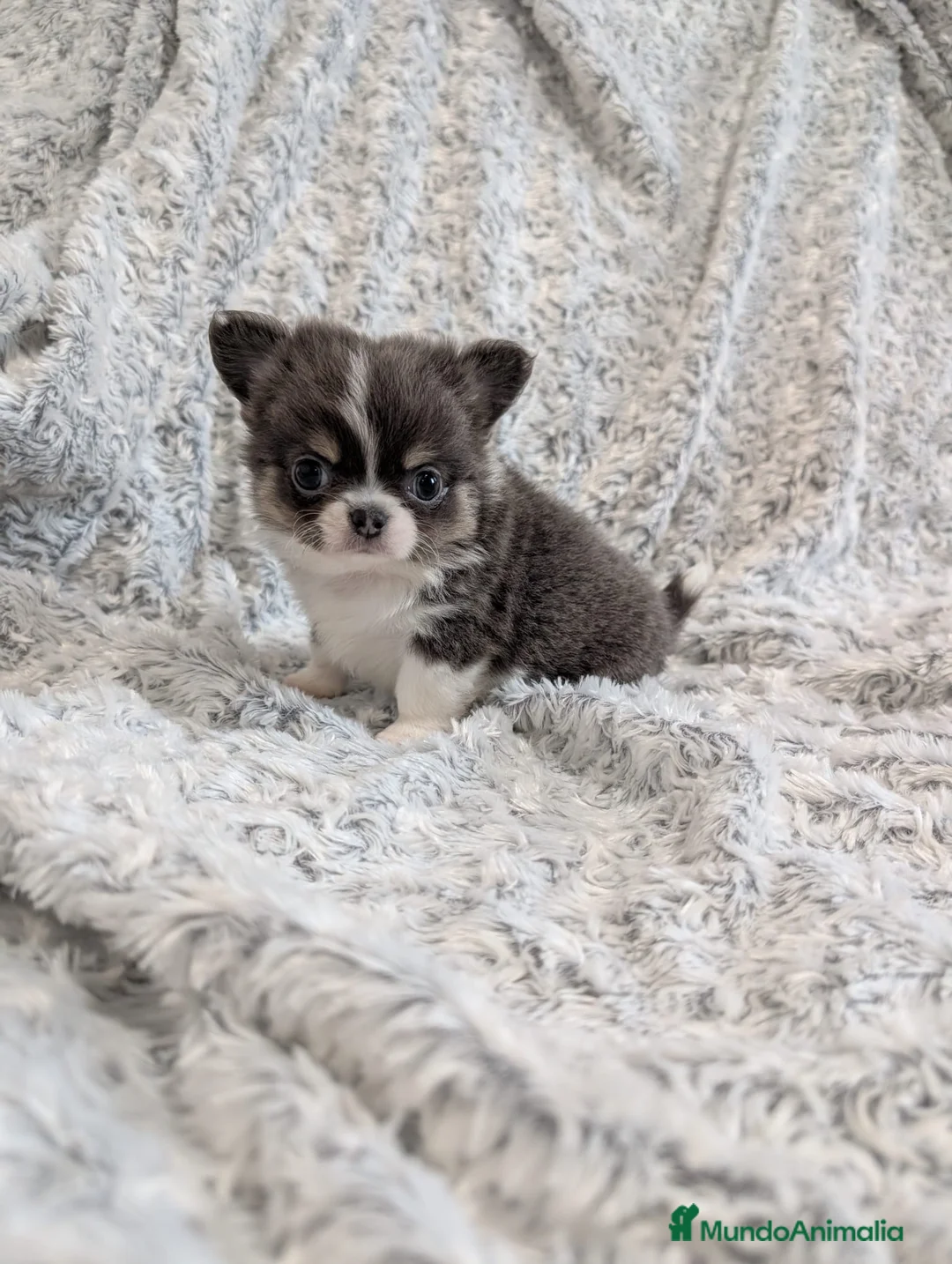 Chihuahua perros en venta: Chihuahua Toy cabeza de manzana  - Anuncio 8