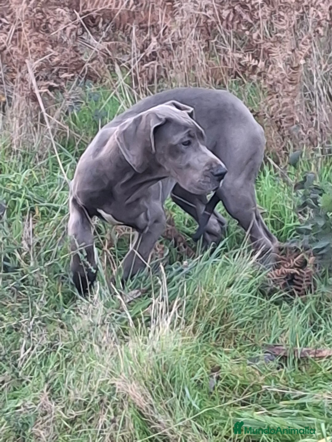 Dogo Alemán perros en venta: Hembra Dogo Alemán  - Anuncio 2