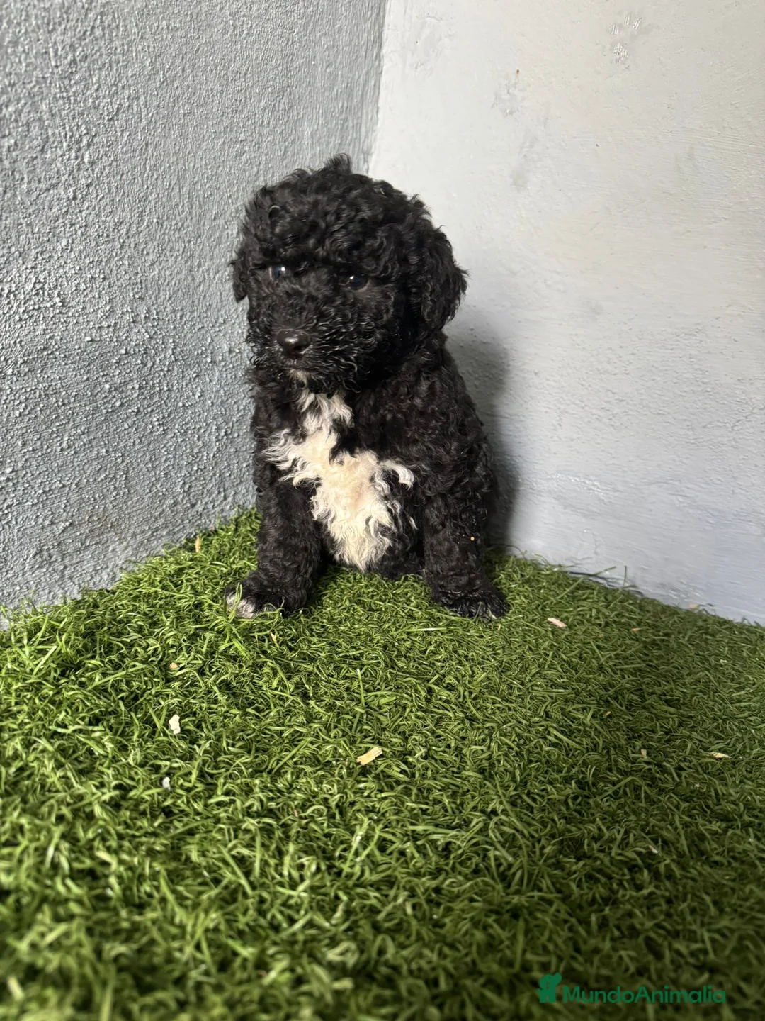 Perro de Agua Español perros en venta: PERRO DE AGUA ESPAÑOL - Anuncio 3