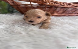 Caniche Toy perros en venta: CANICHE TOY MACHCO - Imagen 9