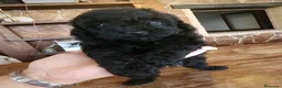 Caniche Toy perros en venta: Caniche toy precio real - Anuncio 10