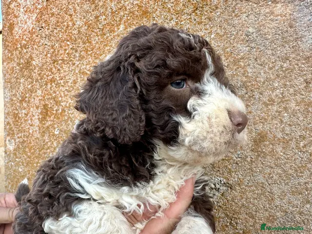 Perro de Agua Español perros en venta: Perro Aguas - Anuncio 2