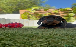 Teckel Miniatura perros en venta: TECKELL MINIATURA MACHO - Imagen 11