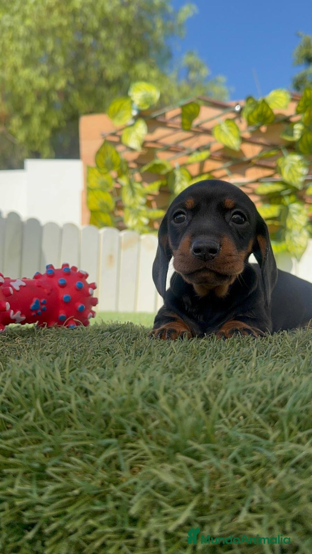 Teckel Miniatura perros en venta: TECKELL MINIATURA MACHO - Imagen 11