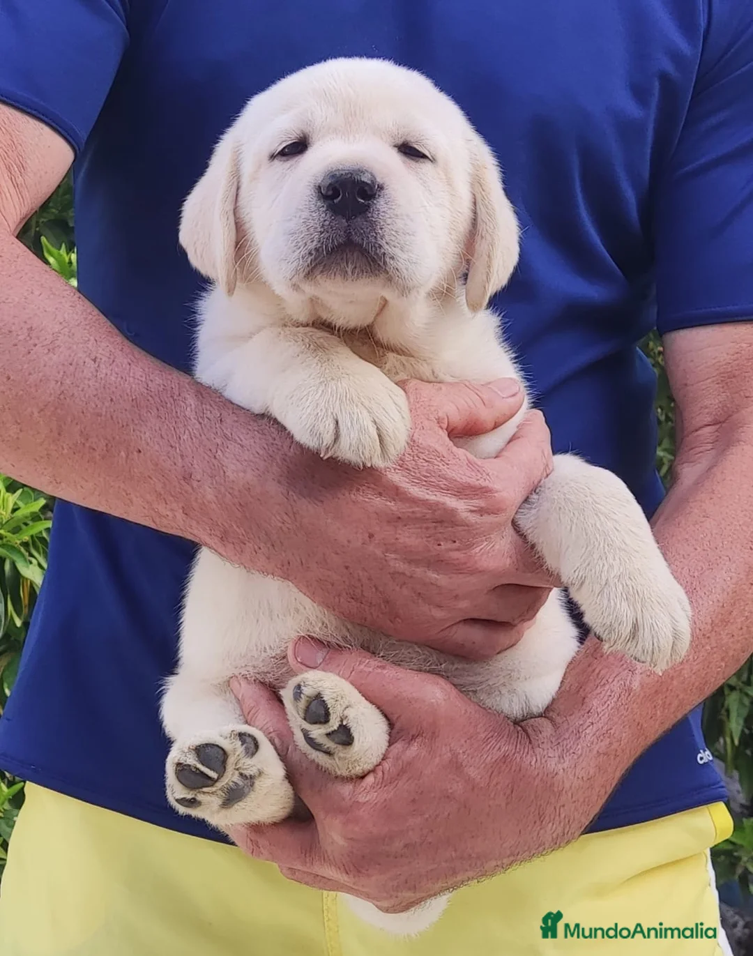 Labrador Retriever perros en venta: Labrador Retriever  - Anuncio 2