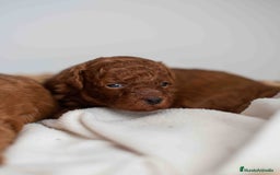 Caniche Toy perros en venta: Caniche toy rojos machos - Imagen 5