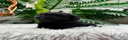 Maltipoo perros en venta: MALTIPOO HEMBRA  - Anuncio 10