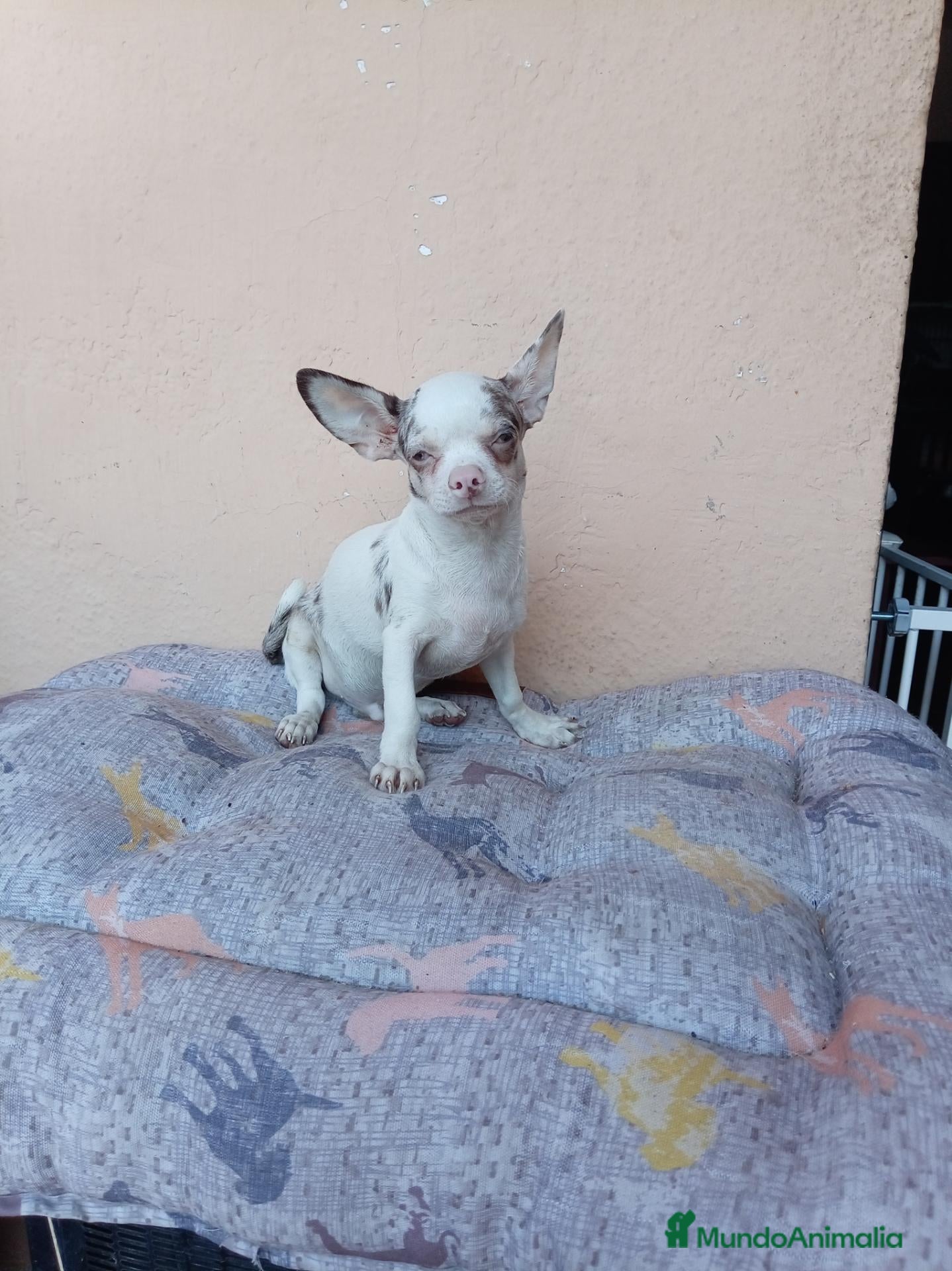 Chihuahua perros Chihuahua - Anuncio 1