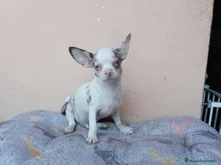 Chihuahua perros Chihuahua - Anuncio 1