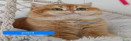 Británico de Pelo Largo gatos en venta: British - Anuncio 1