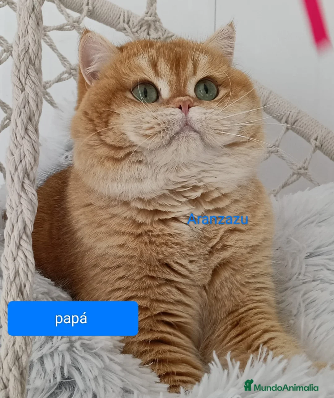 Británico de Pelo Largo gatos en venta: British - Anuncio 1
