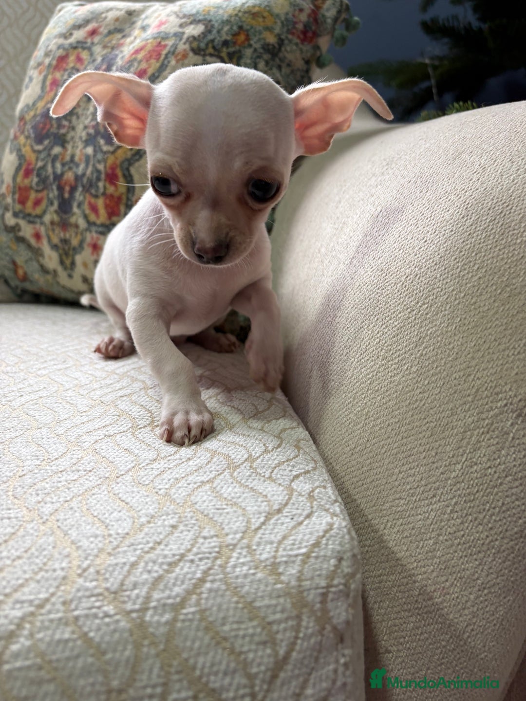 Chihuahua perros en venta: Chihuahua Toy macho blanco  - Anuncio 14