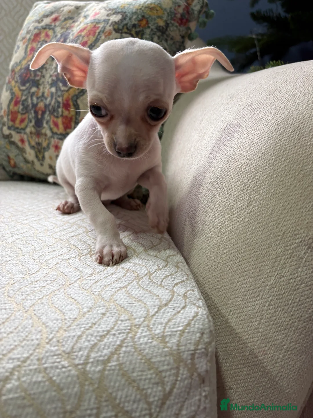 Chihuahua perros en venta: Chihuahua Toy macho blanco  - Anuncio 14