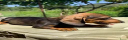 Teckel Miniatura perros en venta: TECKEL MINIATURA MACHO  - Anuncio 2