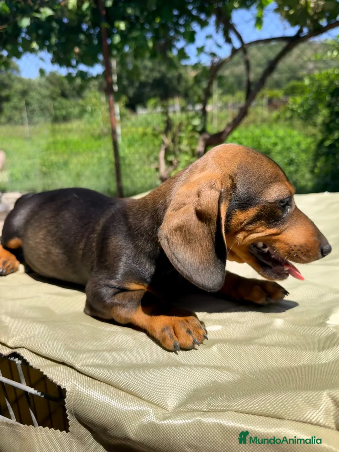 Teckel Miniatura perros en venta: TECKEL MINIATURA MACHO  - Anuncio 2