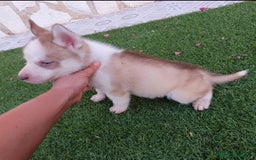 Husky Siberiano perros en venta: Encantadores cachorros Husky Siberiano  - Imagen 10