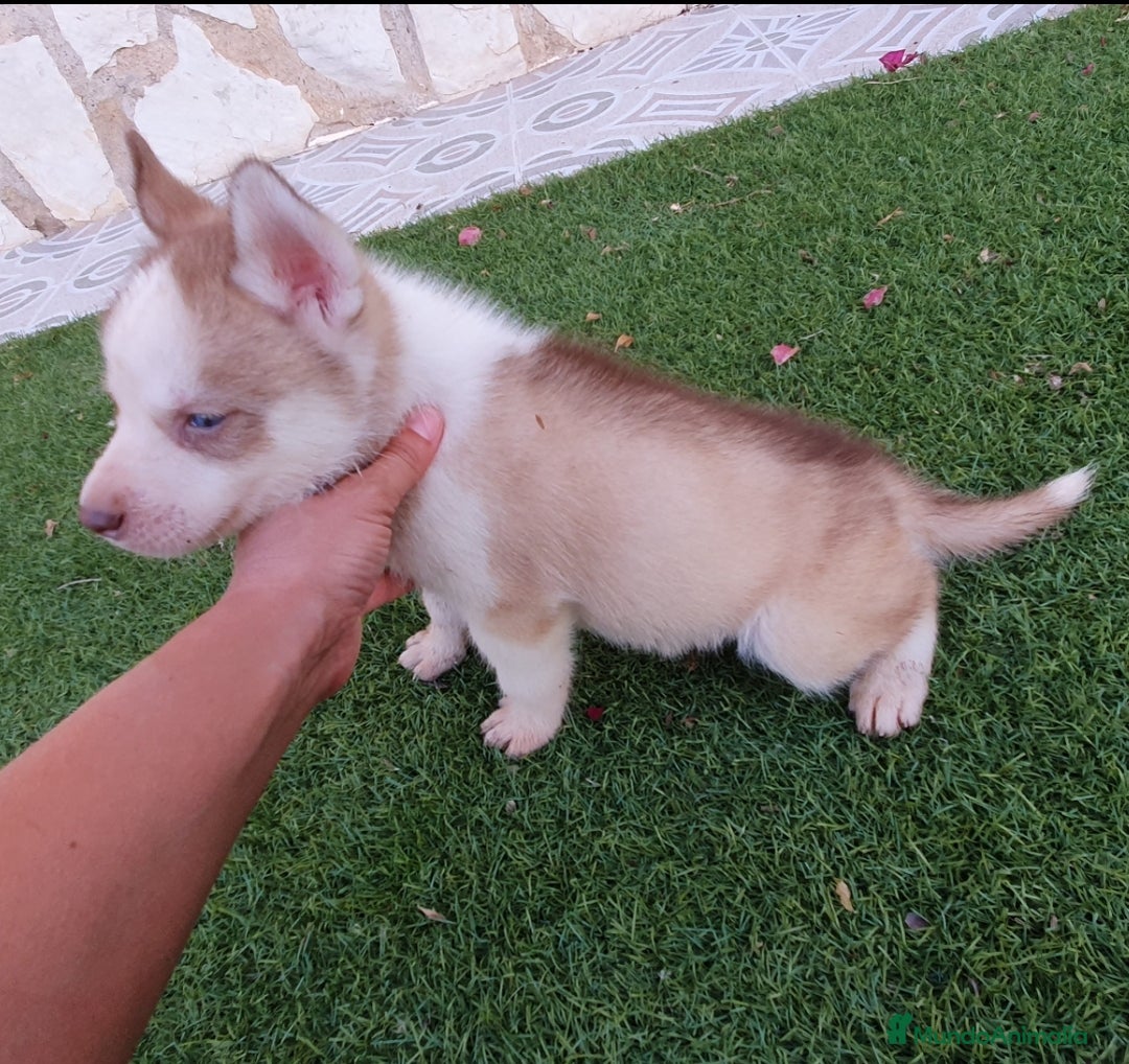 Husky Siberiano perros en venta: Encantadores cachorros Husky Siberiano  - Imagen 10