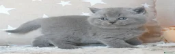 Británico de Pelo Corto Azul gatos en venta: 🐾 Gatitos British Shorthair Azules Exclusivos🐾 - Anuncio 17