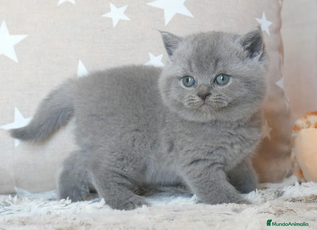 Británico de Pelo Corto Azul gatos en venta: 🐾 Gatitos British Shorthair Azules Exclusivos🐾 - Anuncio 17