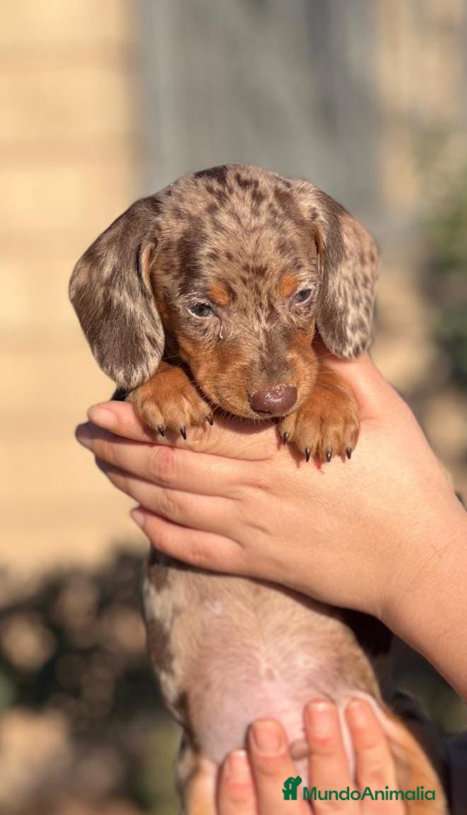 Teckel Miniatura perros TECKEL CHOCO MERLE EXÓTICO MERLE en Barcelona - Anuncio 23