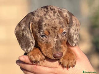 Teckel Miniatura perros TECKEL CHOCO MERLE EXÓTICO MERLE en Barcelona - Anuncio 27