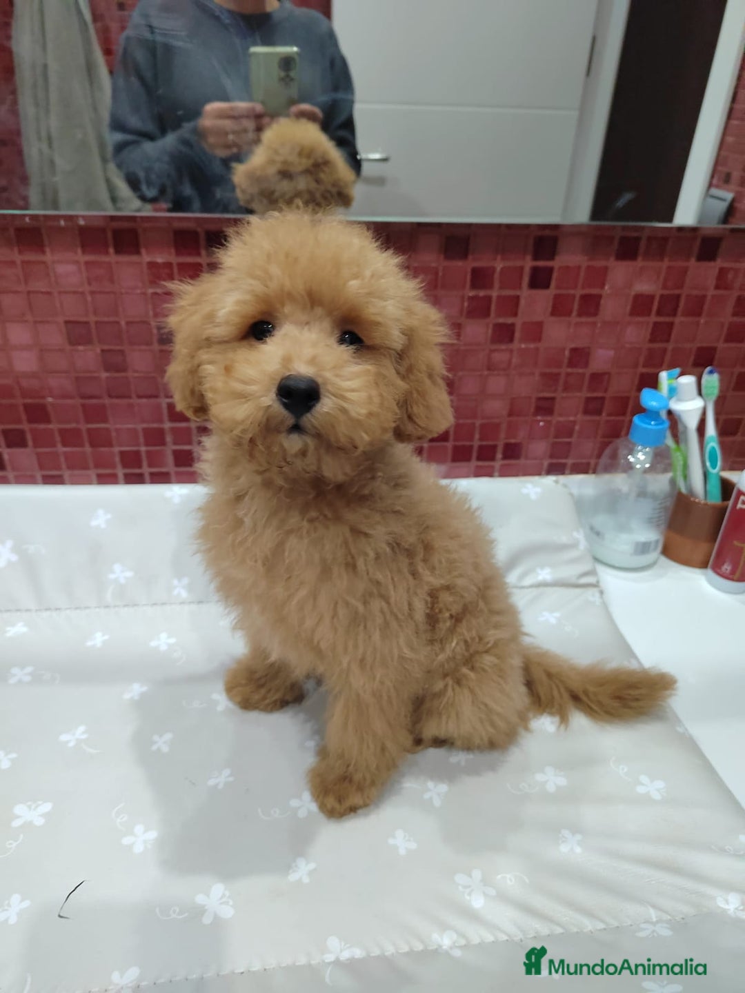 Caniche Toy perros en venta: Último Cachorro de Caniche Toy - Imagen 4