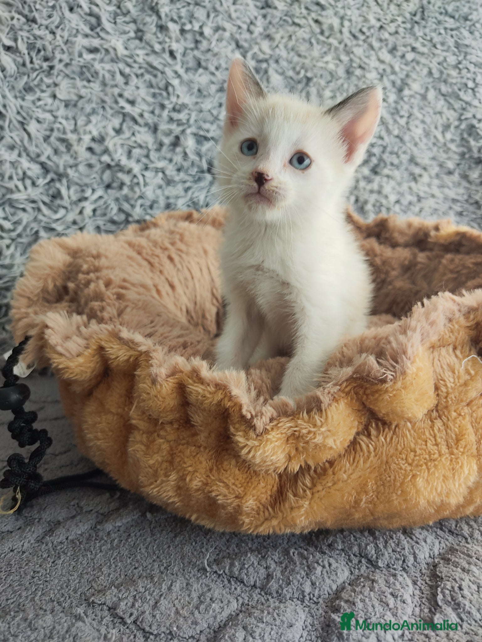 Raza Mixta gatos Siamés cruce - Anuncio 1