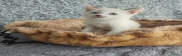 Raza Mixta gatos en venta: Siamés cruce - Anuncio 1