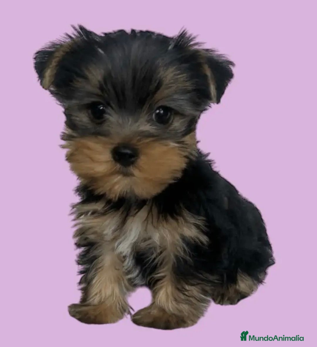 Yorkshire Terrier perros en venta: Cachorro de Yorkshire - Anuncio 2