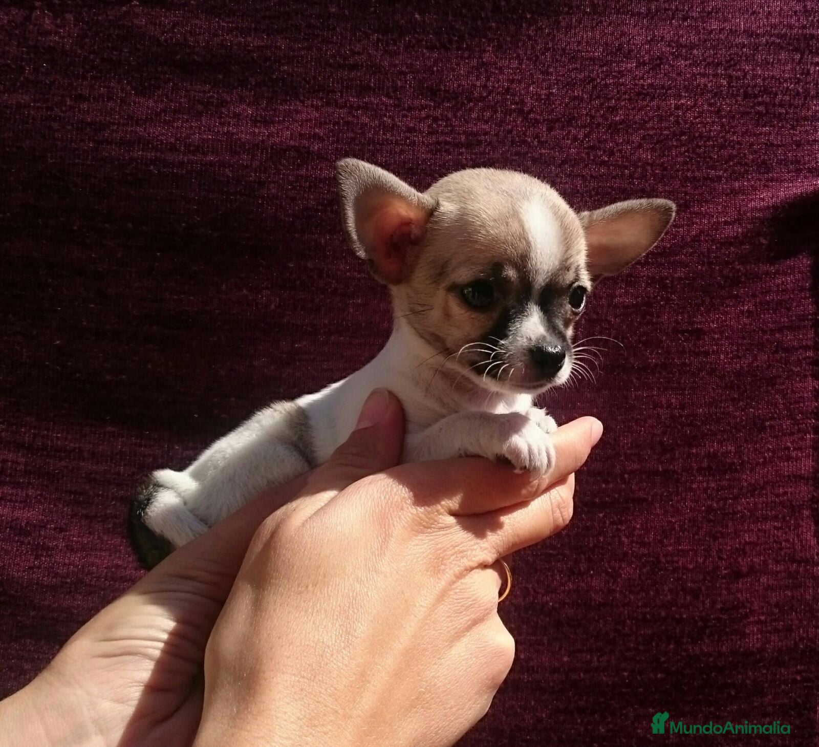 Chihuahua perros Chihuahuas - Anuncio 1
