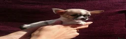 Chihuahua perros en venta: Chihuahuas - Anuncio 1
