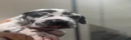 Dogo Alemán perros en venta: camada dogo aleman - Anuncio 3