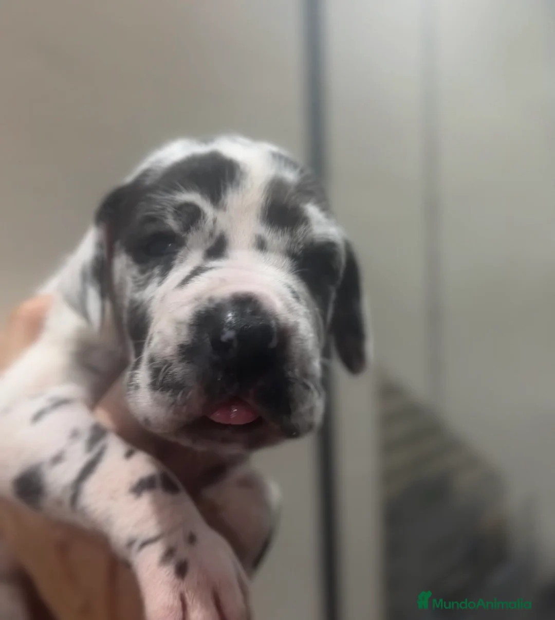 Dogo Alemán perros en venta: camada dogo aleman - Anuncio 3