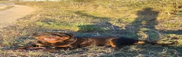 Rottweiler perros en venta: Cachorros padres Alemanes mejores líneas mundiales - Anuncio 16