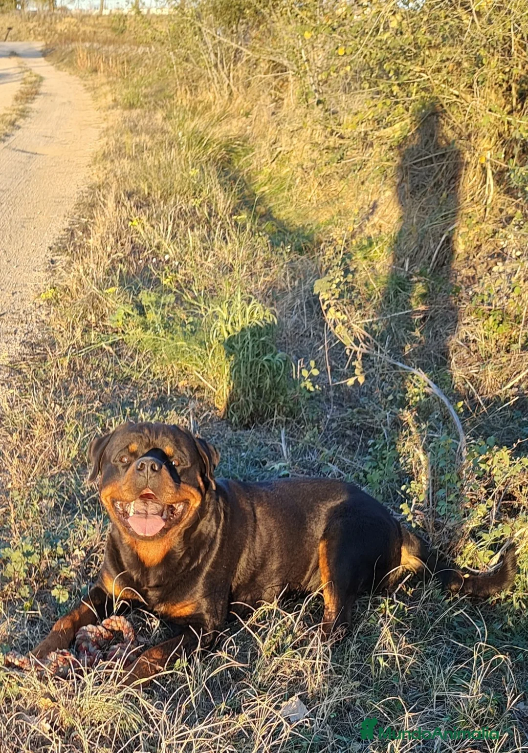 Rottweiler perros en venta: Cachorros padres Alemanes mejores líneas mundiales - Anuncio 16