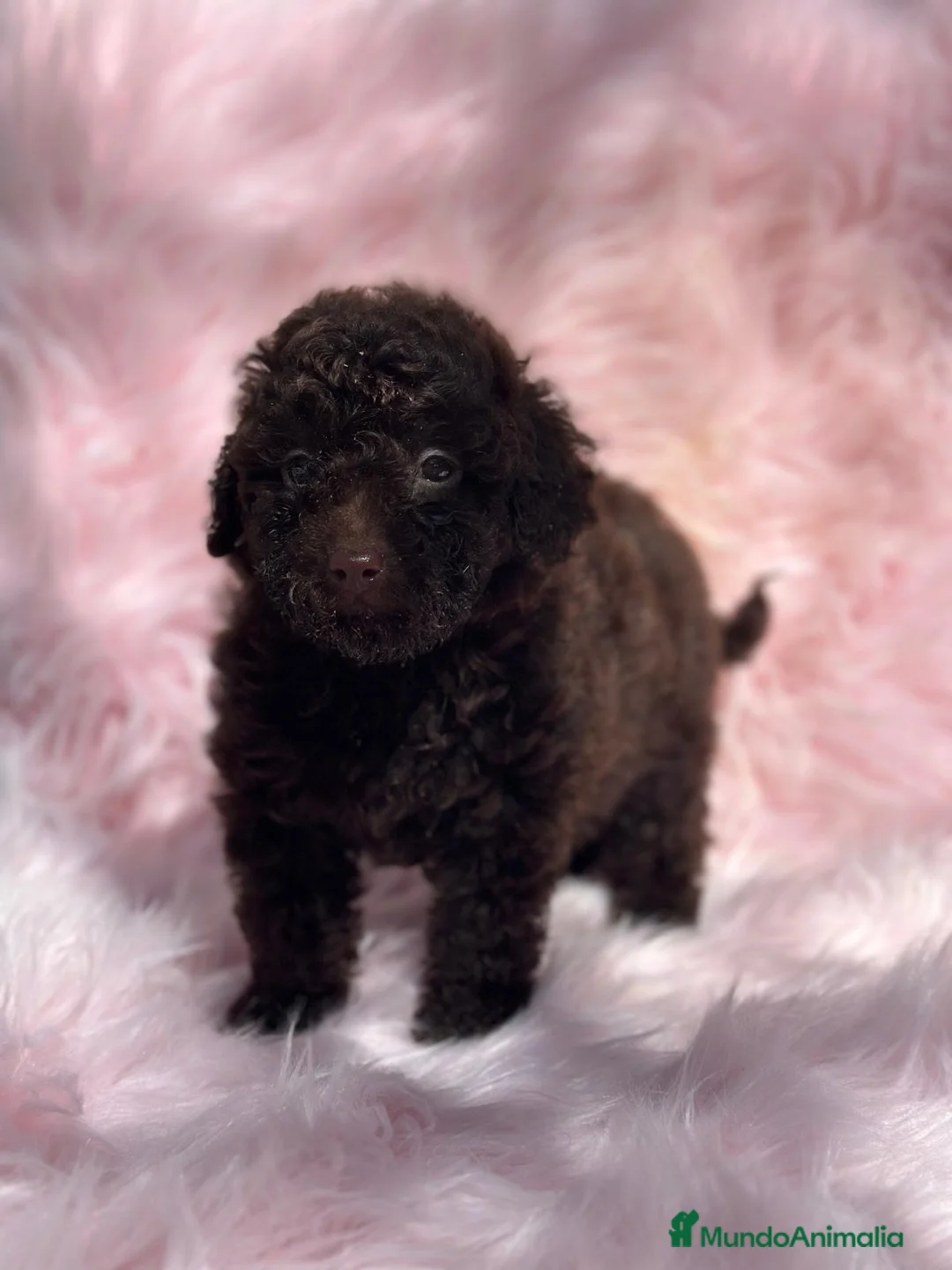 Caniche Toy perros en venta: Caniche chocolate hembra  en Barcelona - Anuncio 5