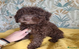 Perro de Agua Español perros en venta: Macho Rabon de Nacimiento  - Imagen 6