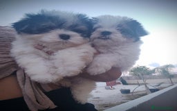 Raza Mixta perros en venta: Espectacular Cachorra malvi - Imagen 11