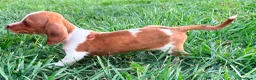Teckel Miniatura perros en venta: Teckel kaninchen  - Anuncio 12