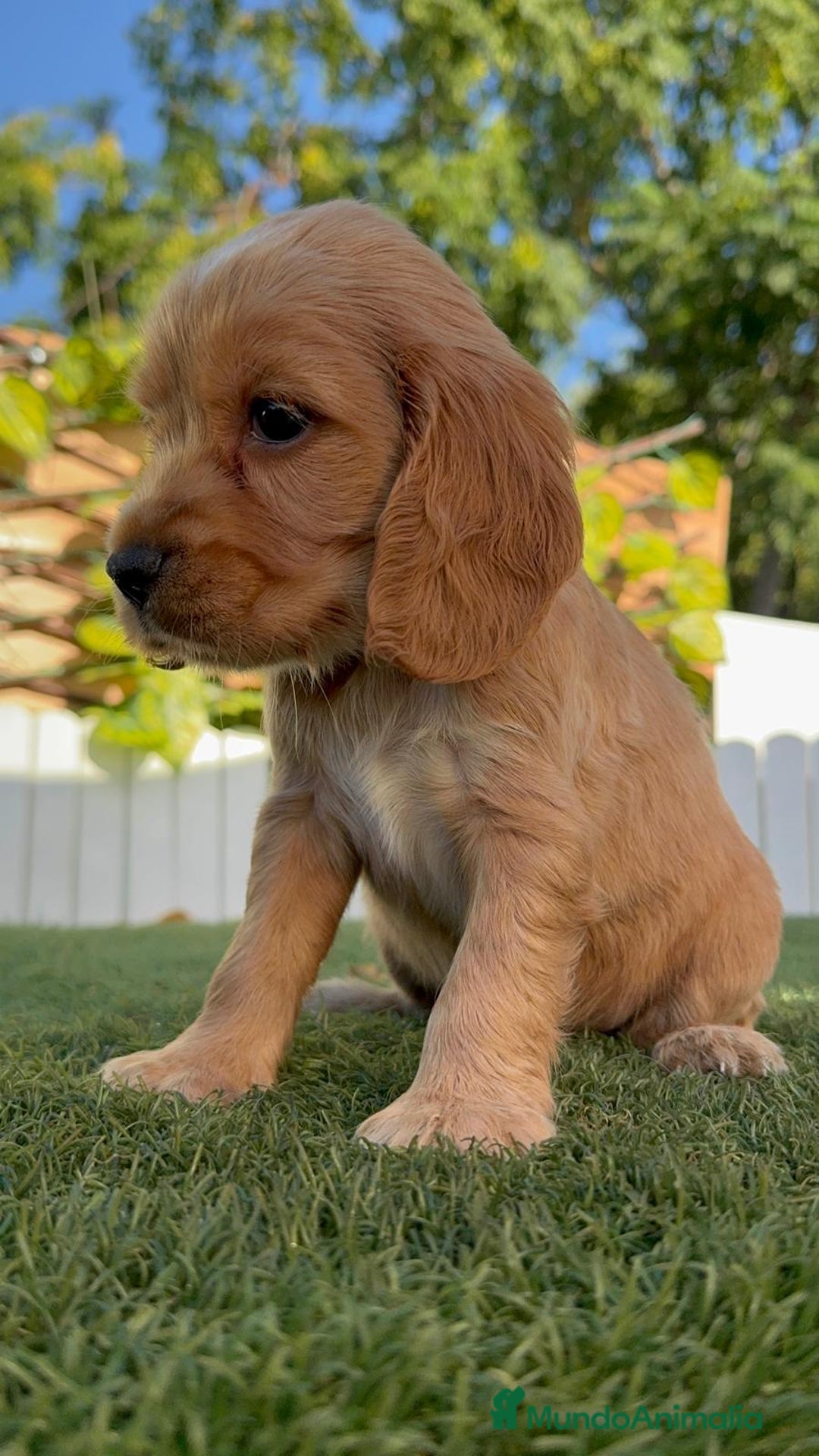 Cocker Spaniel Inglés perros en venta: COCKER SPANIEL INGLES HEMBRA - Imagen 15