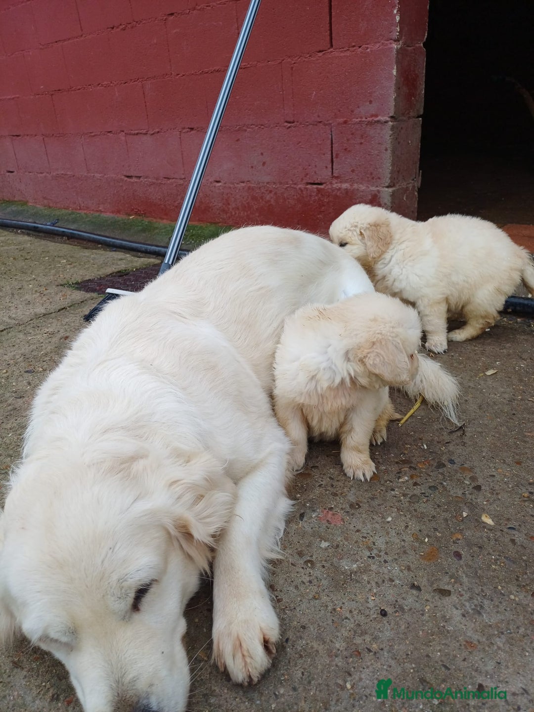 Golden Retriever perros en venta: Hembra de golden retriever  - Anuncio 4
