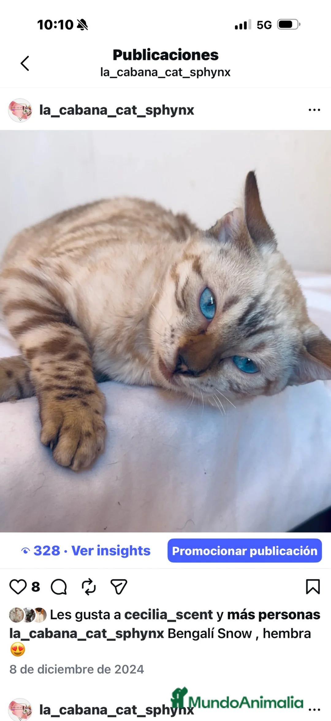 Bengalí gatos en venta: Bengali, Brown - Anuncio 3