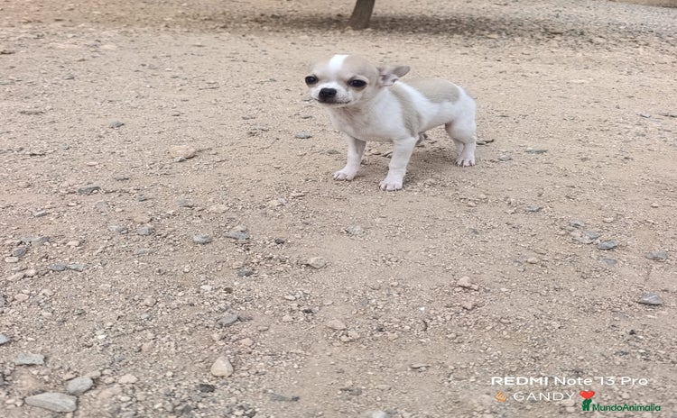 Chihuahua perros MACHITO TOY CHIHUAHUA BICOLOR CABEZA DE MANZANA  - Anuncio 1