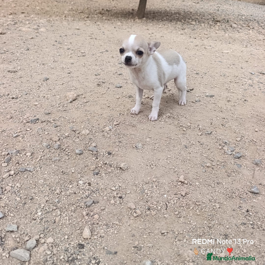 Chihuahua perros en venta: CHIHUAHUA - Anuncio 3