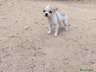 Chihuahua perros MACHITO TOY CHIHUAHUA BICOLOR CABEZA DE MANZANA - Anuncio 1