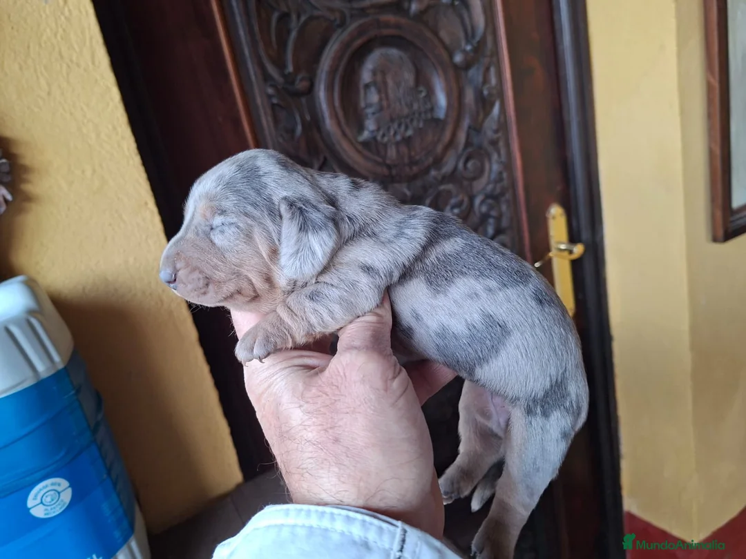 Teckel perros en venta: Venta de teckel kanichen y miniatura - Anuncio 1