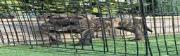Presa Canario perros en venta: Disponible cachorra de presa canario - Anuncio 4